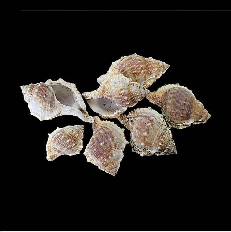 Pack Of 7 Assorted Coral Sea Shells Decor Fish and Aquarium Sea Shells