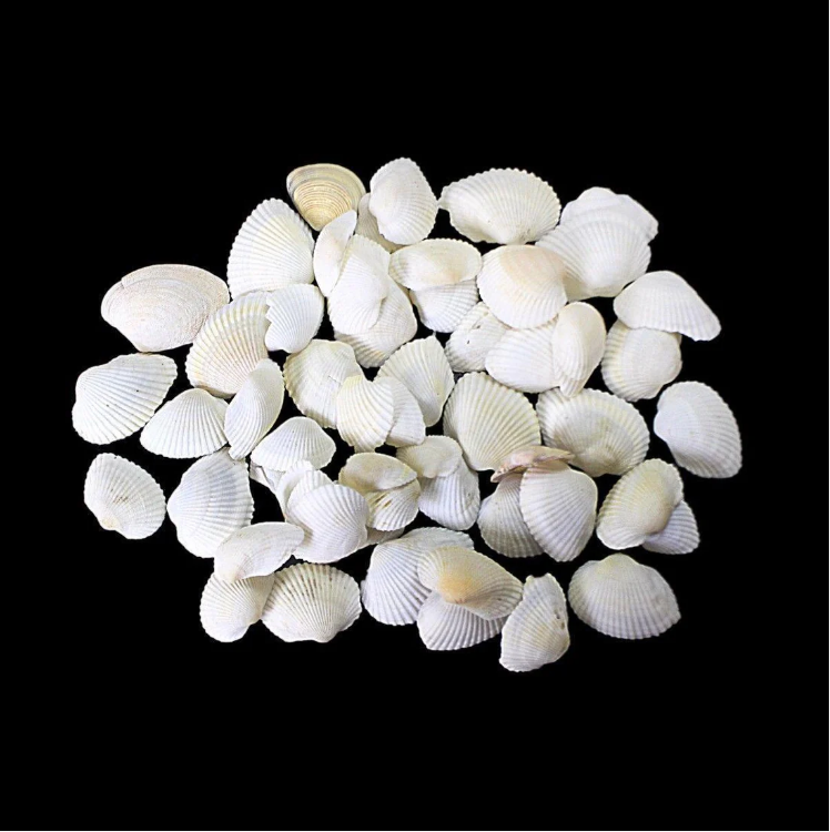 Pack Of Coral Sea Shells Decor Perfect Aquarium Sea Shells
